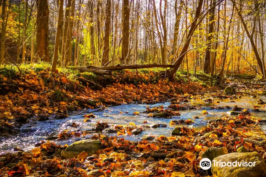 Medway Valley Heritage Forest