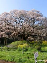 吉高の大桜