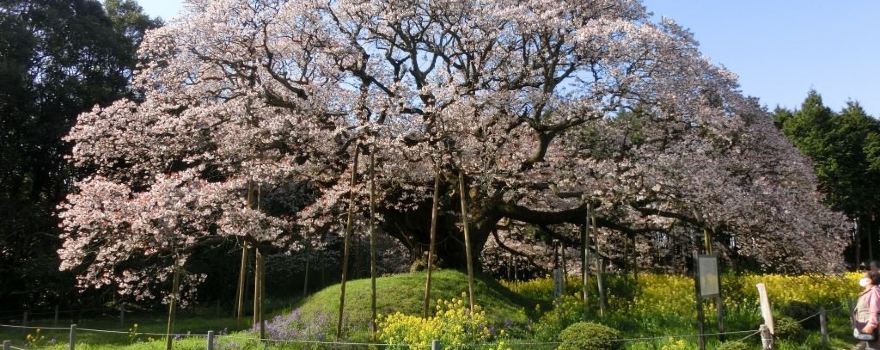 吉高の大桜