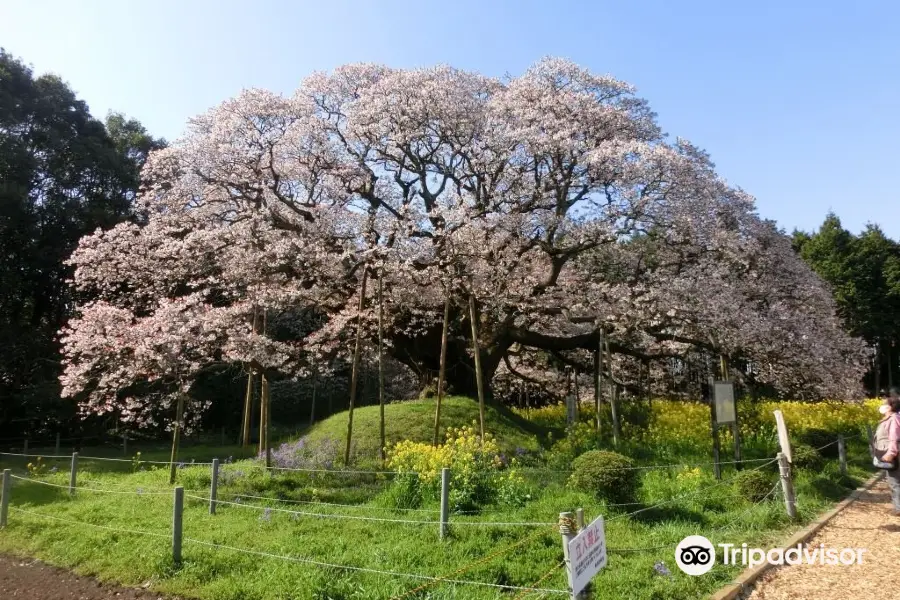 Yoshitaka's Big Cherry Tree
