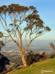 One Tree Hill Lookout