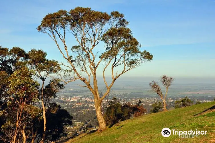 One Tree Hill Lookout