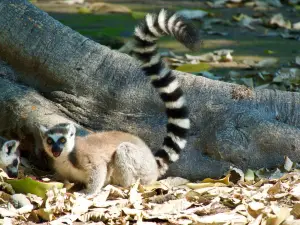 Ecoparc Colima