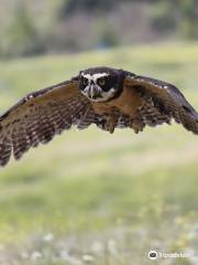 Pacific Northwest Raptors