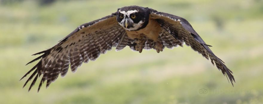 Pacific Northwest Raptors