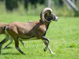 Wildpark Müden