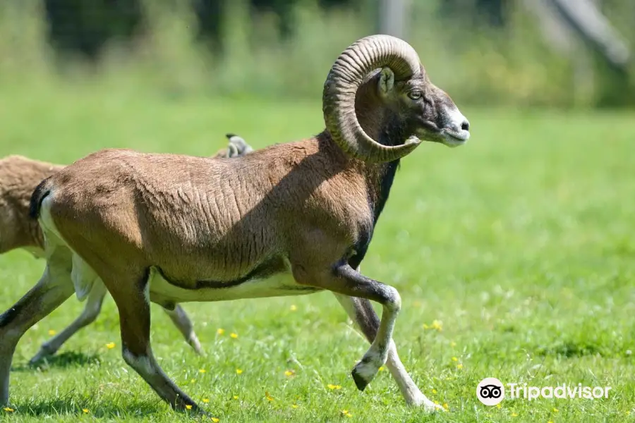 Wildpark Müden