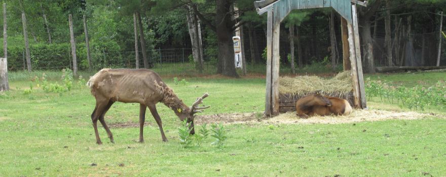 Zoo St-Édouard