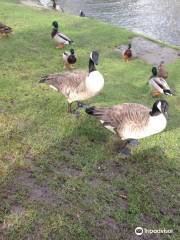 Lliswerry Pond