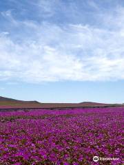 Desierto Florido