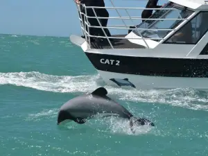 Black Cat Cruises