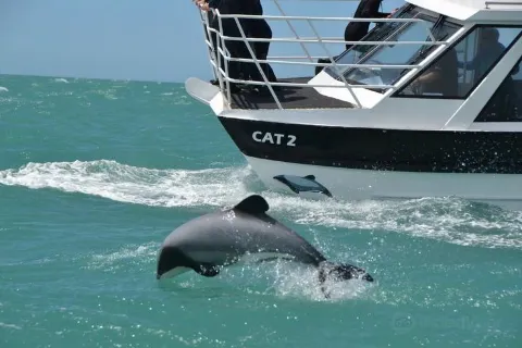 Black Cat Cruises