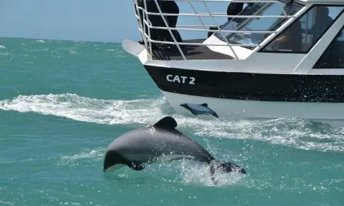 Black Cat Cruises
