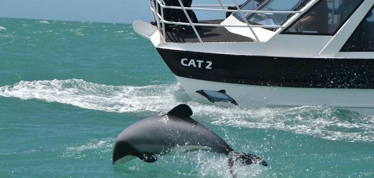 Black Cat Cruises