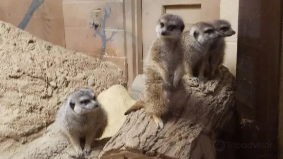 キャップロン・パーク動物園