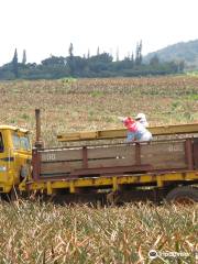 Maui Pineapple Tour