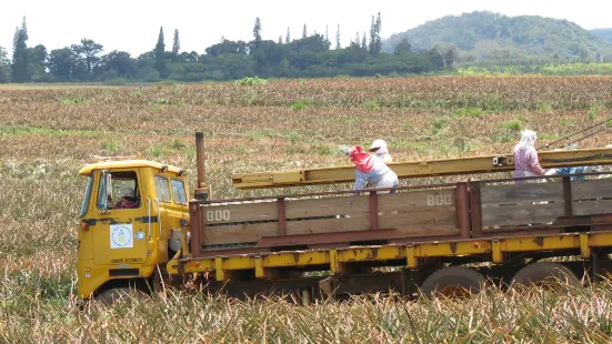 Maui Pineapple Tour