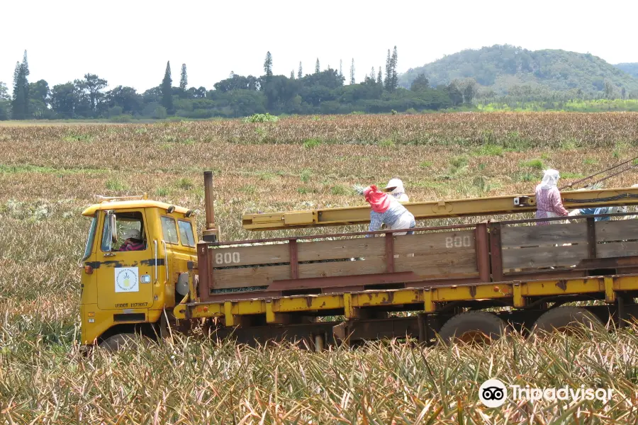 Maui Pineapple Tour