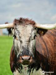 Ardmore Open Farm and Mini Zoo