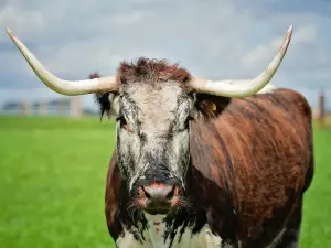 Ardmore Open Farm and Mini Zoo