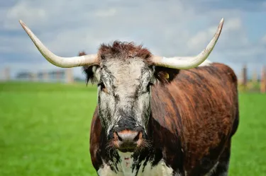 Ardmore Open Farm and Mini Zoo