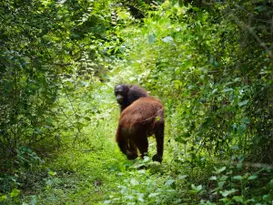 Wildlife Friends Foundation Thailand (WFFT)