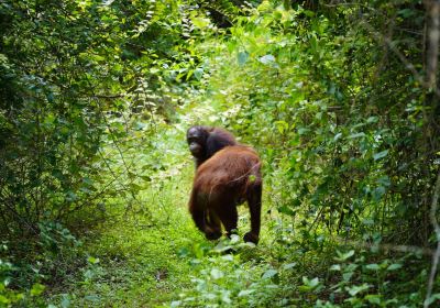 Wildlife Friends Foundation Thailand (WFFT)