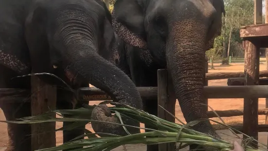 Taweechai Elephant Camp