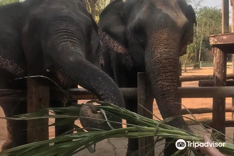 Taweechai Elephant Camp