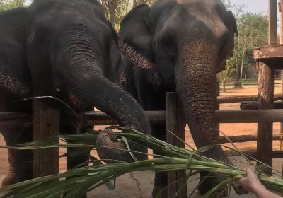 Taweechai Elephant Camp