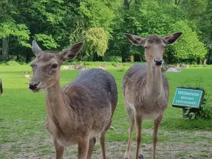 Wildpark Grafenberg