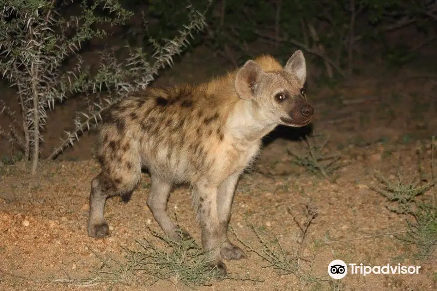 Kruger National Park Night Drive