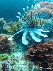 Gold Coast Dive Adventures