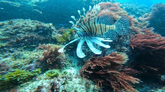 Gold Coast Dive Adventures