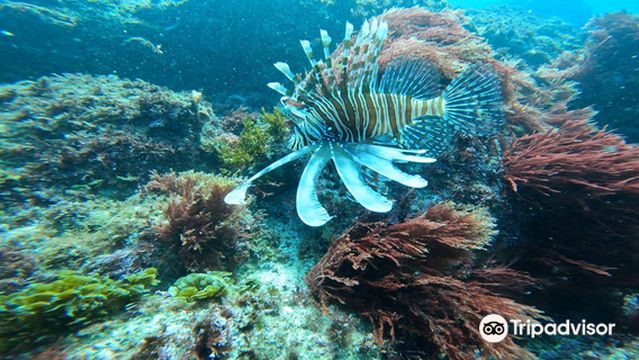 Gold Coast Dive Adventures