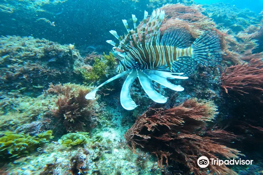 Gold Coast Dive Adventures