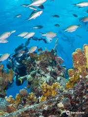 Eco Dive BARBADOS