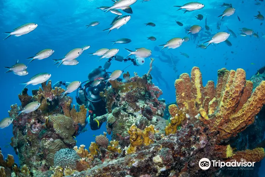 Eco Dive BARBADOS