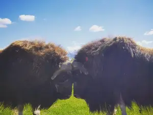 Musk Ox Farm