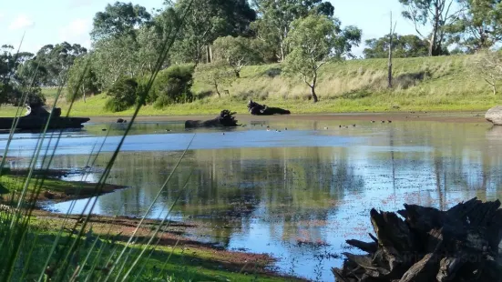 Morang Wetlands