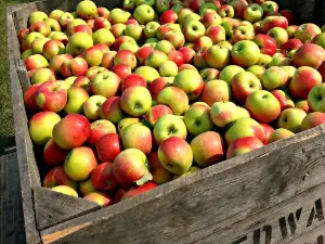 Edwards Apple Orchard West