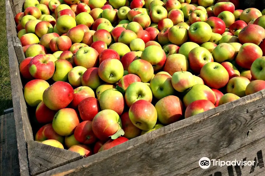 Edwards Apple Orchard West