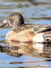 Birding Northern Arizona