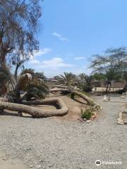 Palmera de Siete Cabezas