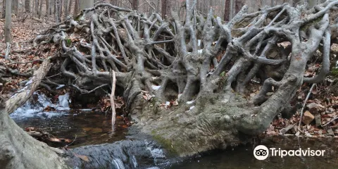 Bull Run Mountains Natural Area Preserve - Virginia Outdoors Foundation