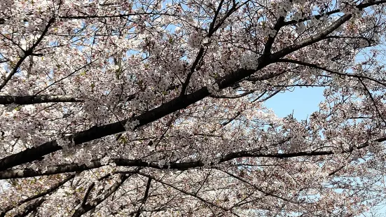 Uchiagegawachisui Ryokuchi Park