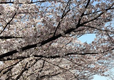 Uchiagegawachisui Ryokuchi Park