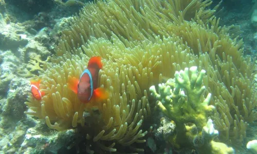 Scuba Diving in Phu Quoc Island