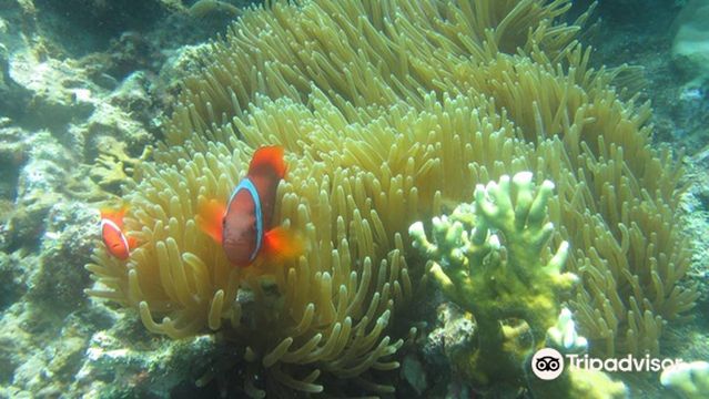 Scuba Diving in Phu Quoc Island