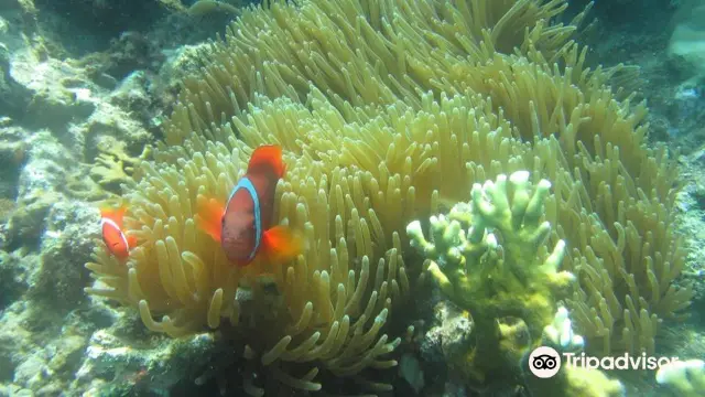 Scuba Diving in Phu Quoc Island